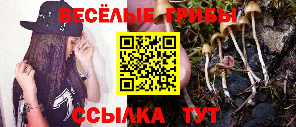 хочу наркоту  Галлюциногенные грибы Psilocybe  Вход с VPN  Осинники 